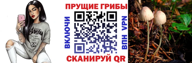 дарнет шоп  OMG ССЫЛКА  Галлюциногенные грибы Psilocybine cubensis  маркетплейс официальный сайт  Ногинск 